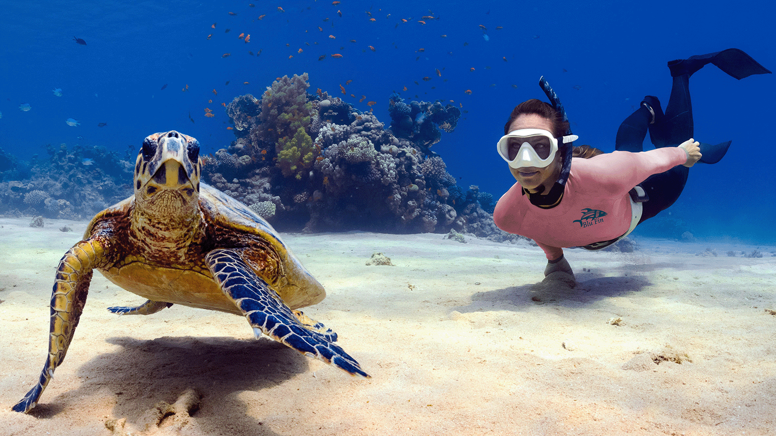 Person snorkeling with a turtle near a coral reef