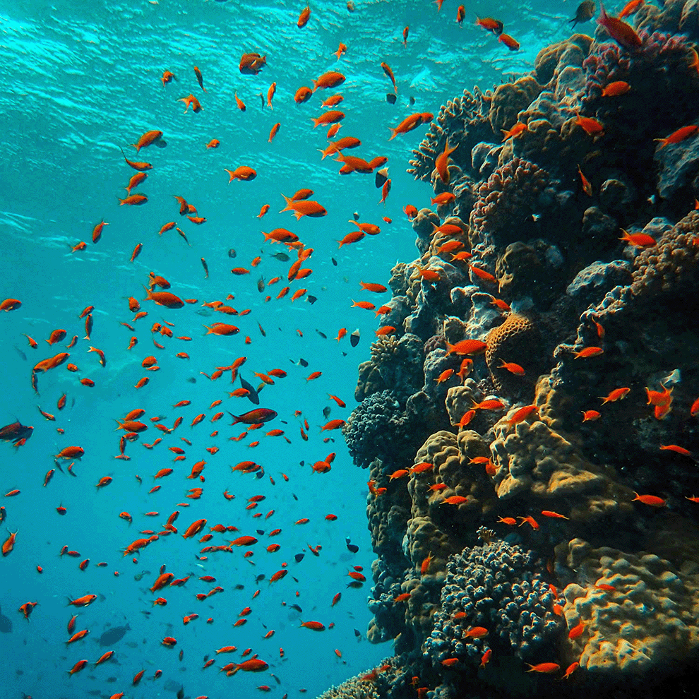School of orange fish swimming around a coral reef